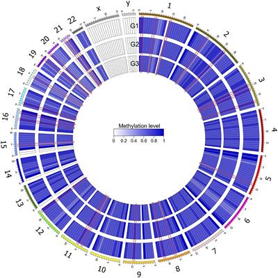 Genome-Wide DNA Methylation Analysis in Male Methamphetamine Users With Different Addiction Qualities